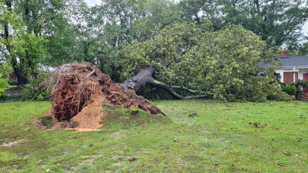 Tree Blown over by Storm
