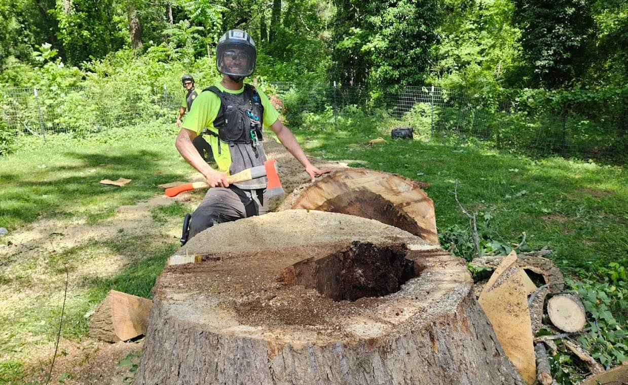 Hollow Trunk