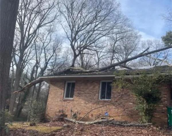 Greenville Tree Co. Client Testimonial