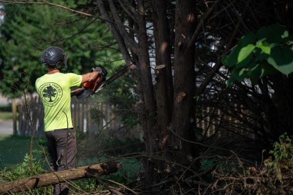 Tree Removal Greenville Tree Co.