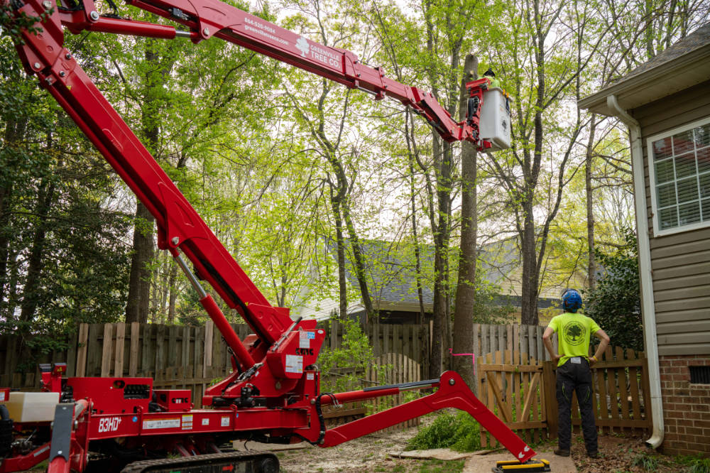 Cutting a tree down with a spider lift